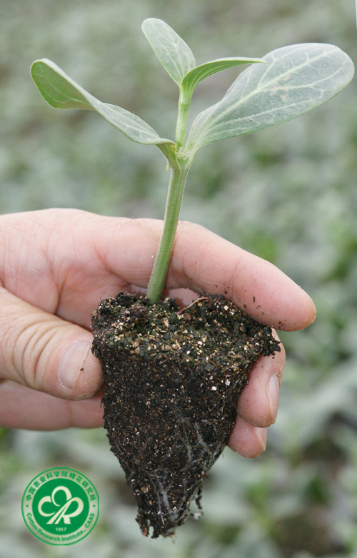 西瓜怎么育苗最好 2010412114026415.jpg