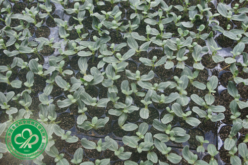 西瓜怎么育苗最好 2010412114049780.jpg