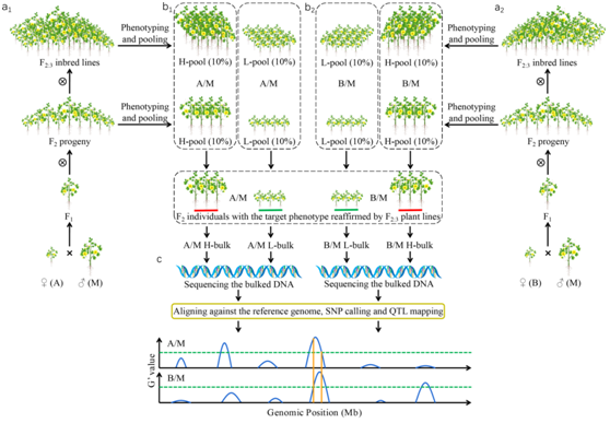Increasing mapping resolution of stable QTLs by extending NGS-BSA