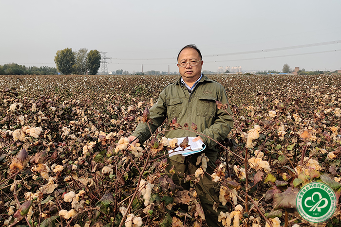 杜雄明在棉花田-小 .jpg