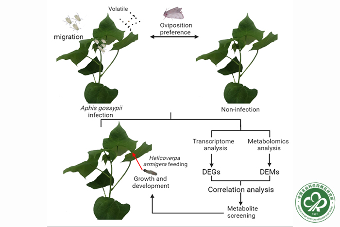 棉蚜与棉铃虫互作关系示意图-小.jpg