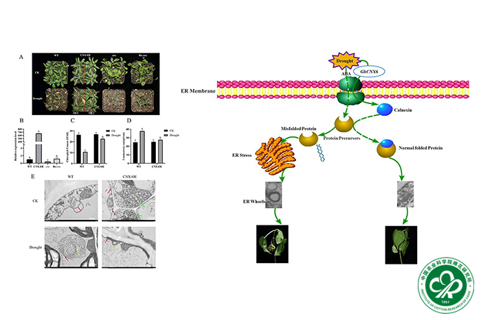 干旱胁迫下GhCNX6基因在棉花中的作用机制模型-小.jpg