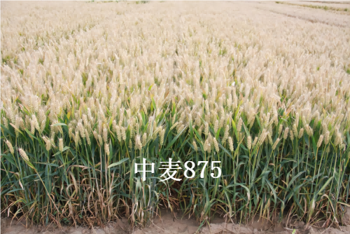 中麦875(1).png