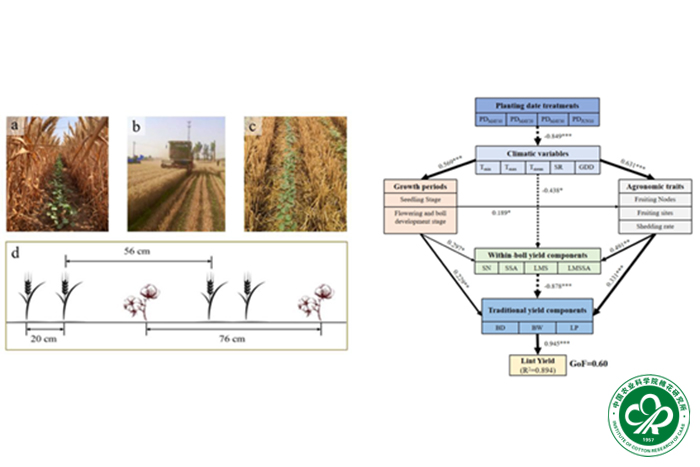 麦棉两熟种植模式及该模式下播期影响皮棉产量的结构方程模型-小.jpg