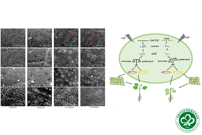 GhCYS2基因调控棉花耐镉的作用机制-小.jpg