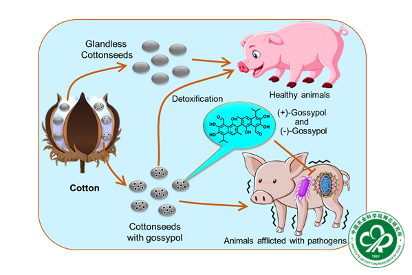 棉籽作为动物饲料的潜在综合应用前景-小.jpg