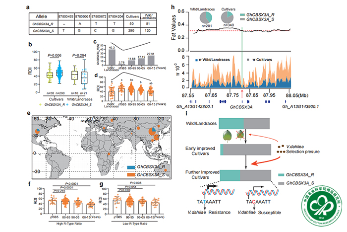 GhCBSX3A的人为选择与棉花的黄萎病抗性之间的关系-小.jpg