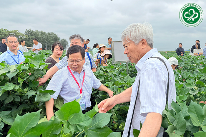 棉花资源材料展示xiu.jpg