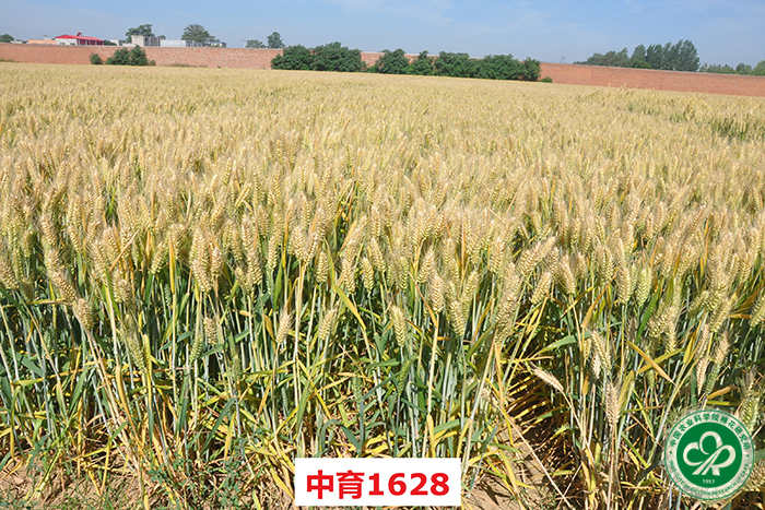 中育1428小麦品种图片