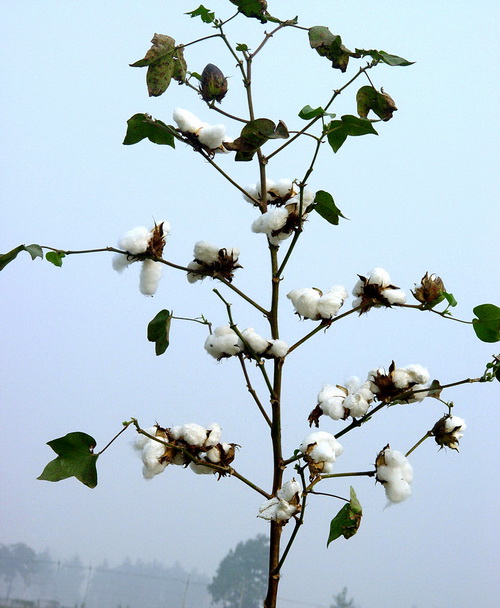 中棉所78 - 中国农业科学院棉花研究所